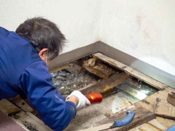 Best DIY Mold Remediation Support Services in Frankfort, IL