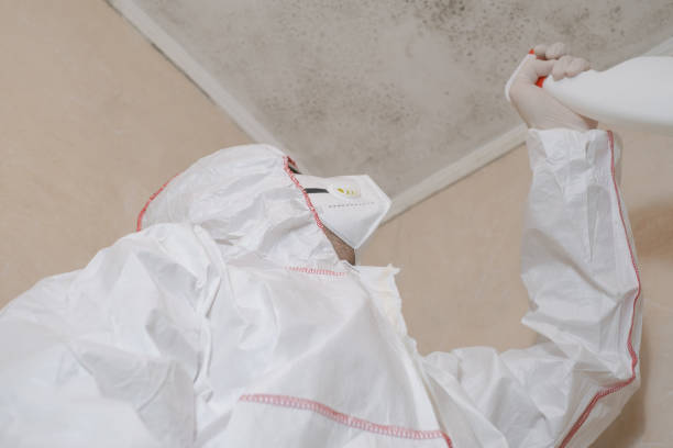 Best Kitchen Mold Remediation in Frankfort, IL