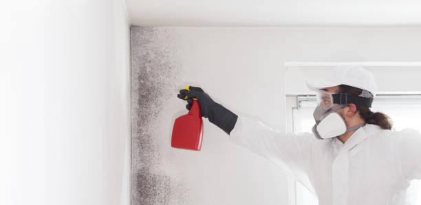 Best Insurance-Related Mold Remediation in Frankfort, IL