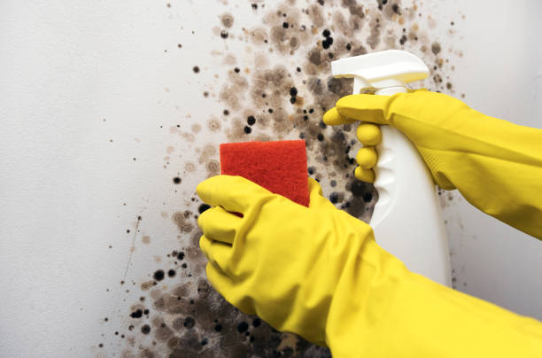 Best Bathroom Mold Remediation in Frankfort, IL