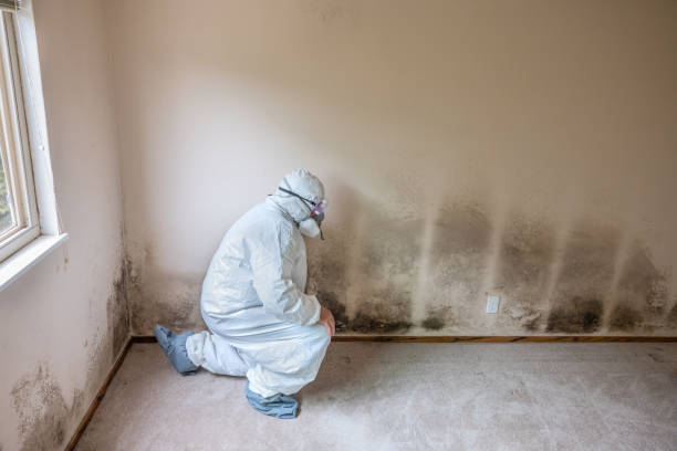 Best White Mold Remediation in Frankfort, IL