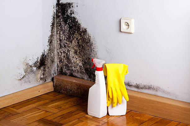 Best Post-Flood Mold Remediation in Frankfort, IL