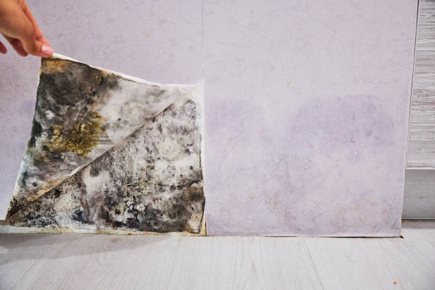 Best Residential Mold Remediation in Frankfort, IL